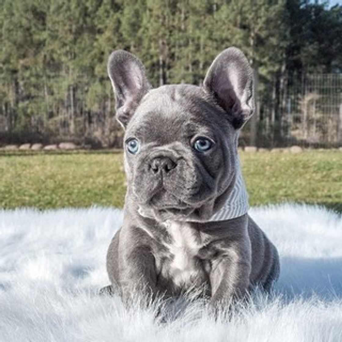 Moda Bulldog Frances Blue