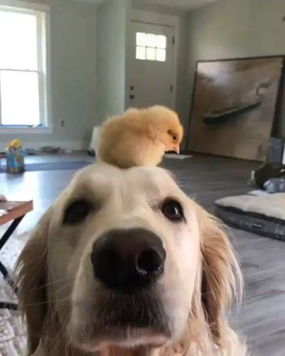 🐕🐥