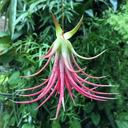 Producto Clavel del aire - Color rojo - Tillandsia aérea - Planta viva