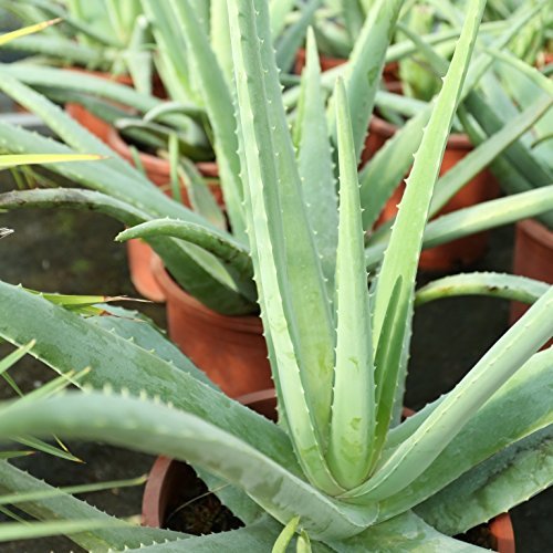 Social Aloe Vera Planta - Maceta 13cm. - Planta viva -