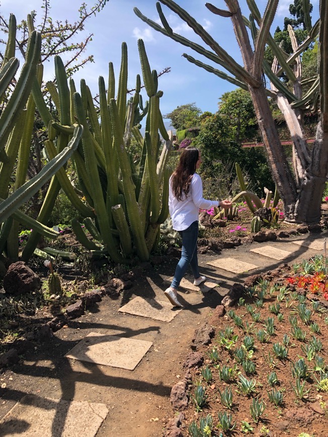 Lugar Jardín Botánico de Madeira