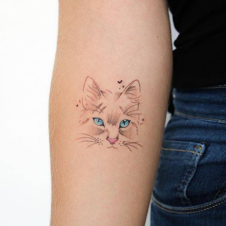 Social Para quem ama gatos