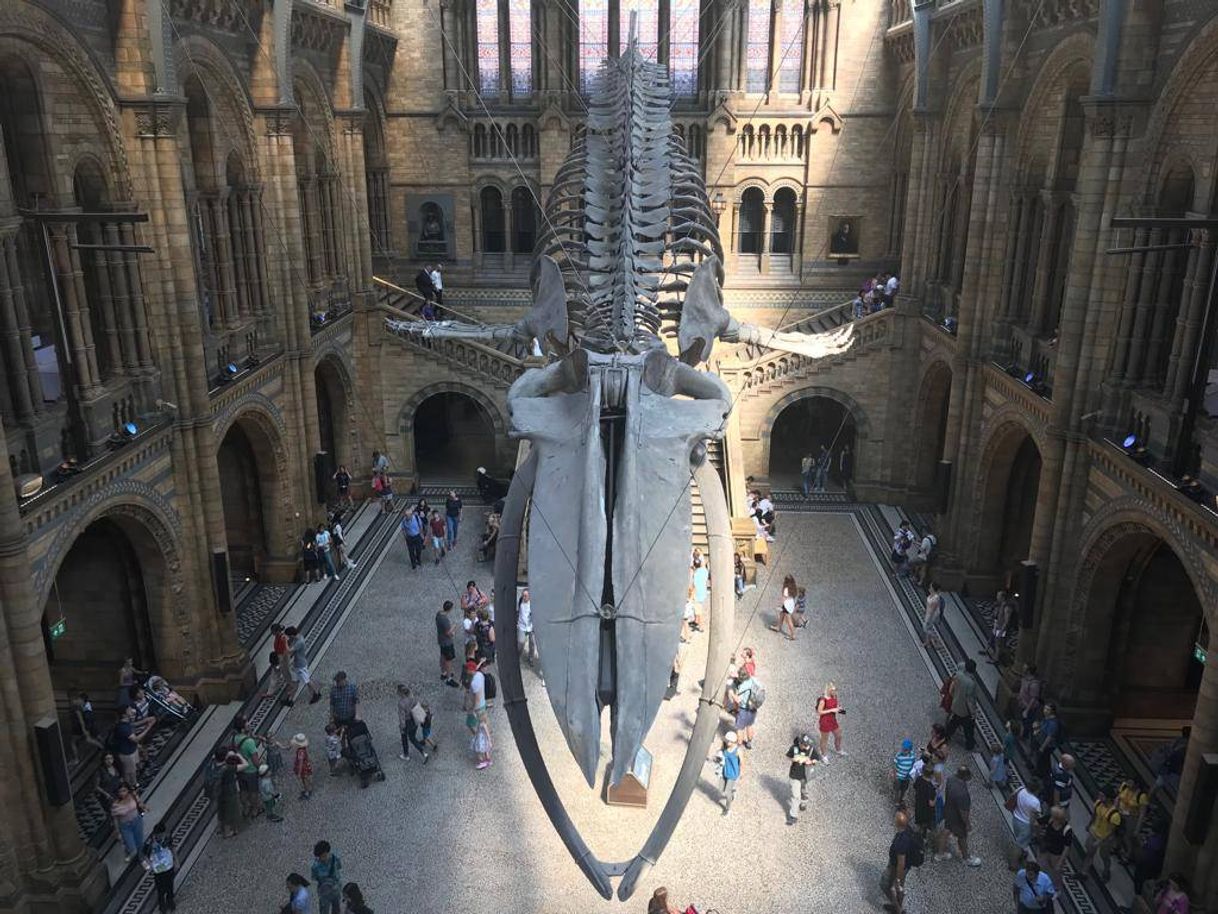 Lugar Natural History Museum