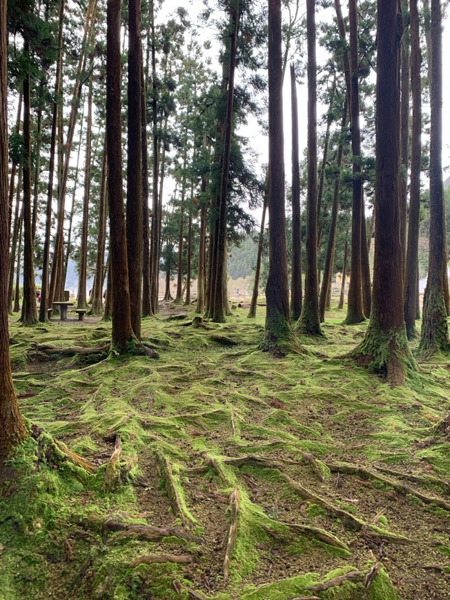 Place Lagoa das Furnas Hotsprings. São Miguel - Açores