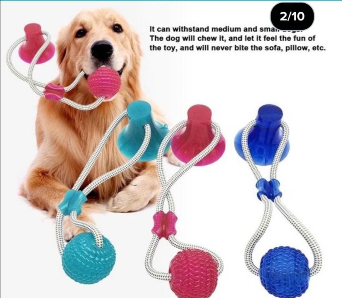 Moda Entretimento para o cão 😍