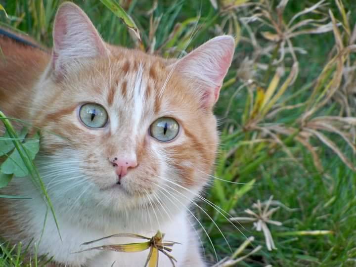 Social O Gato
