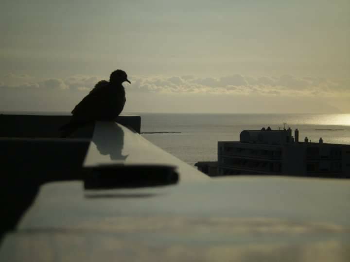 Social Por do sol