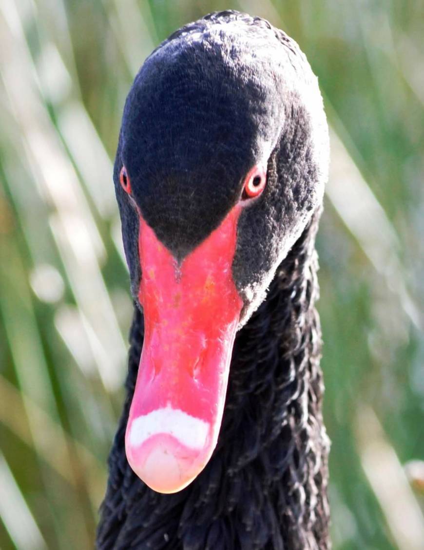 Social O Pato