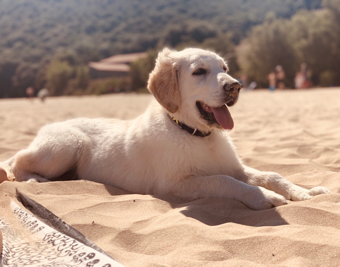 Lugar Playa de Helgueras, Playa para Perros en Noja - RedCanina.es