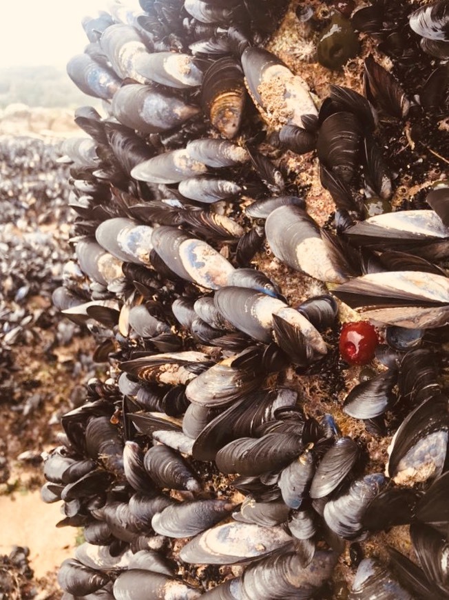 Places Corrubedo