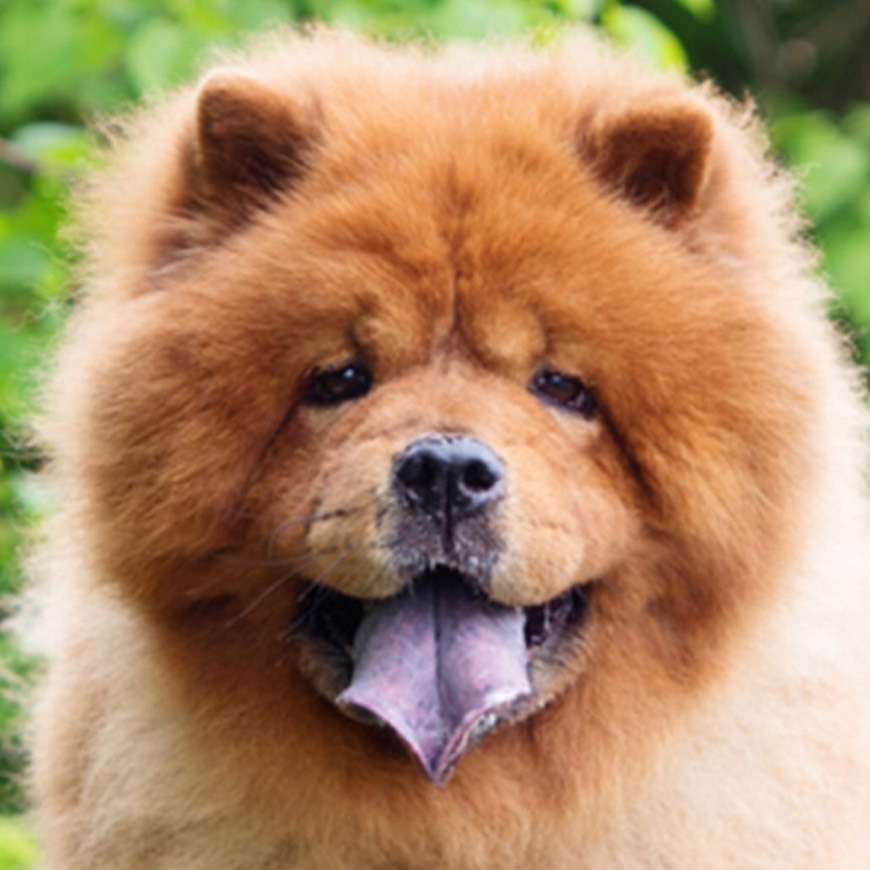 Chow chow 😍