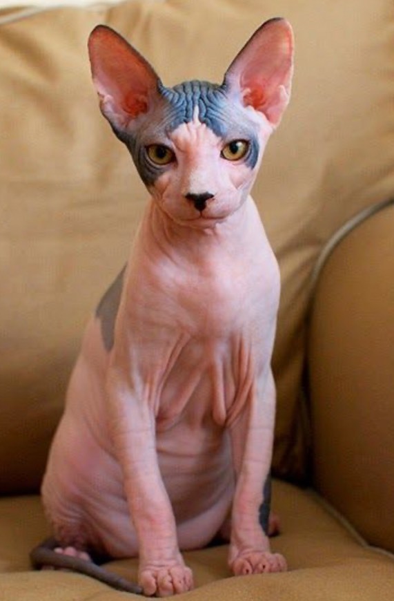 Social Sphynx😍