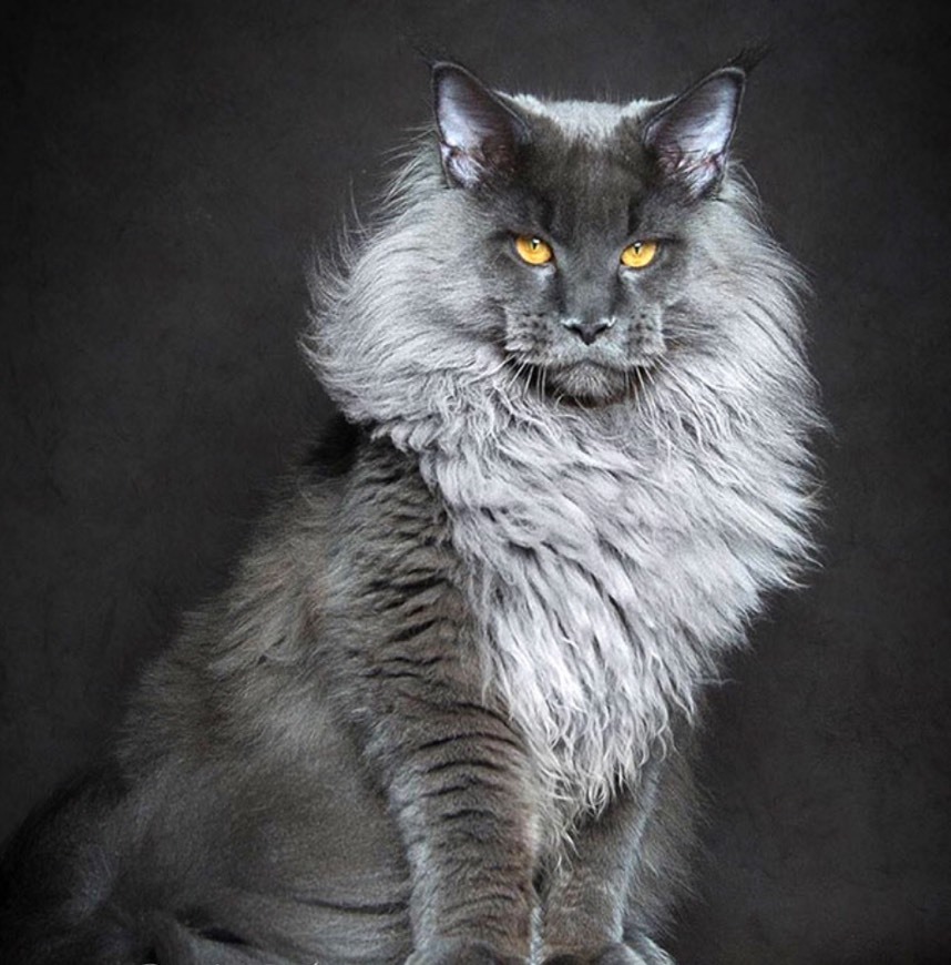 Social Maine coon💕