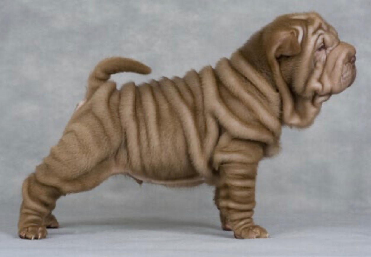 Sharpei 😍