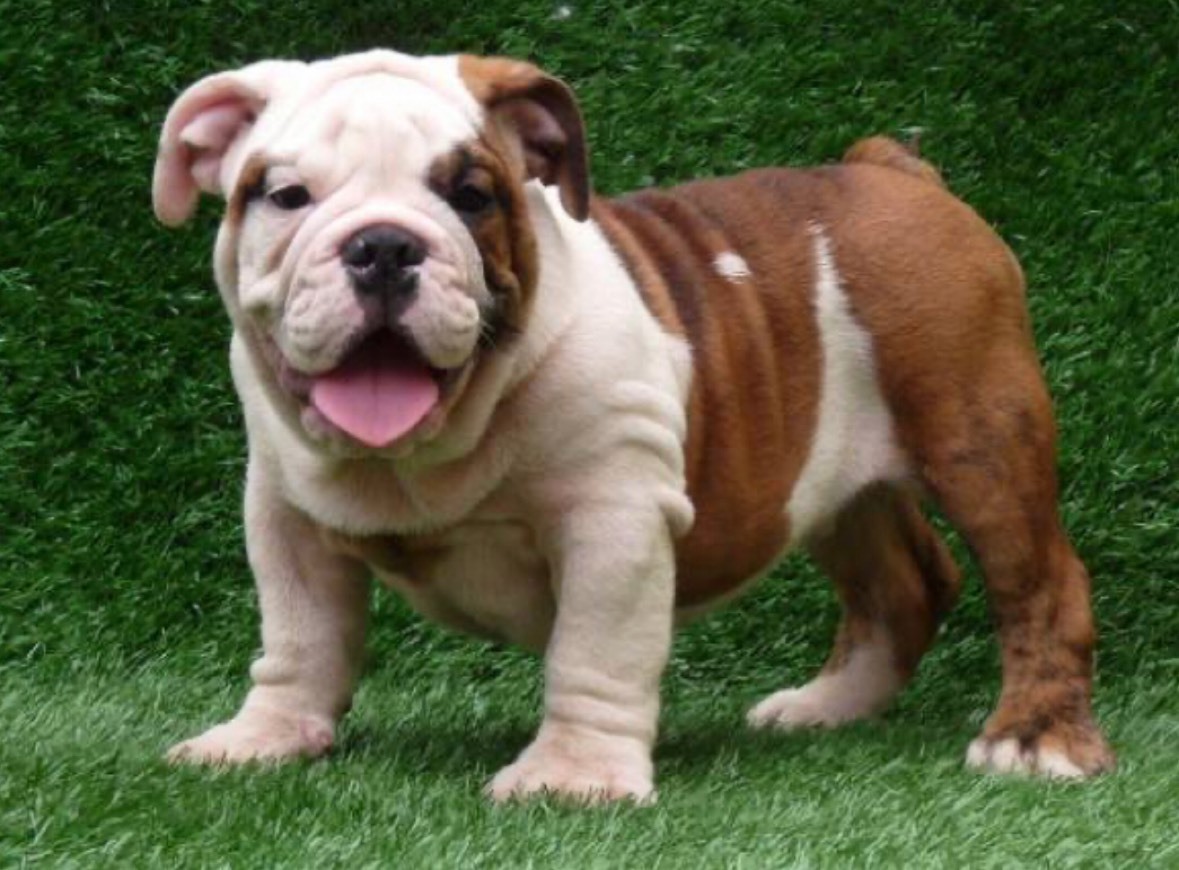 Bulldogs 