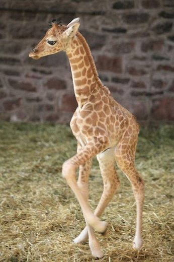Girafas bebes