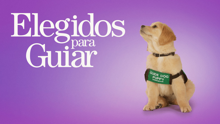 Escola de Cão-Guia