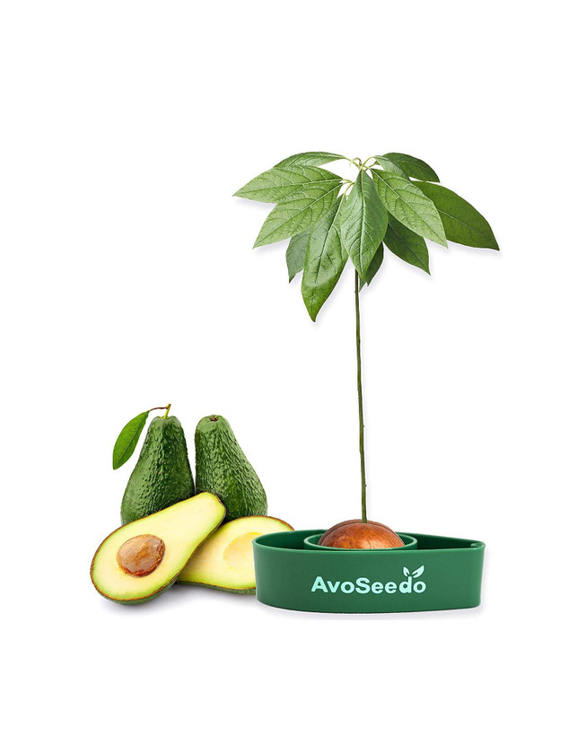 Producto Planta de abacate 