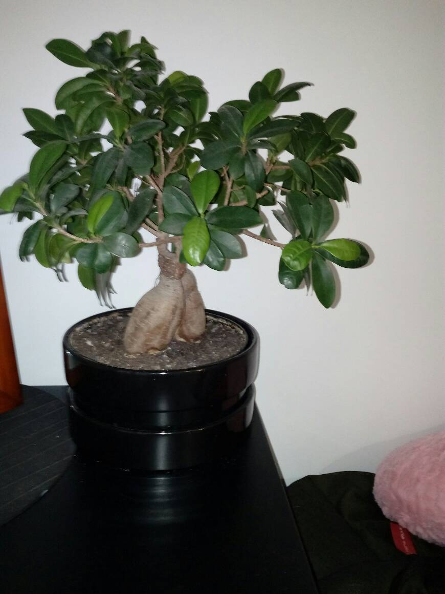 Place Bonsai - Ficus, 5 Años