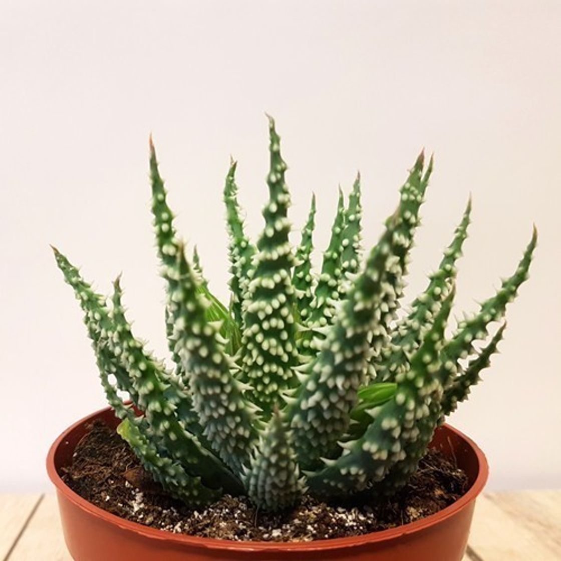 Moda Aloe Humilis