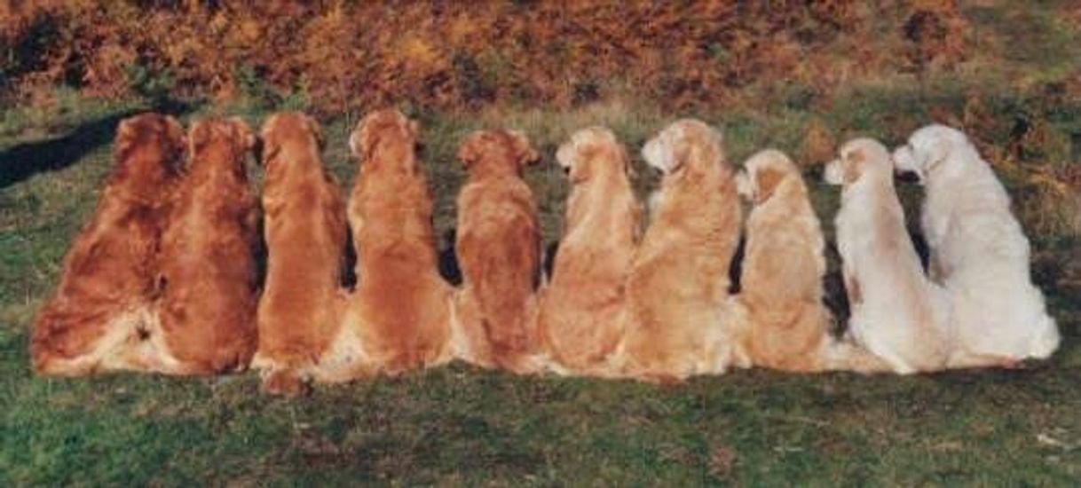 Moda Golden Retriever 