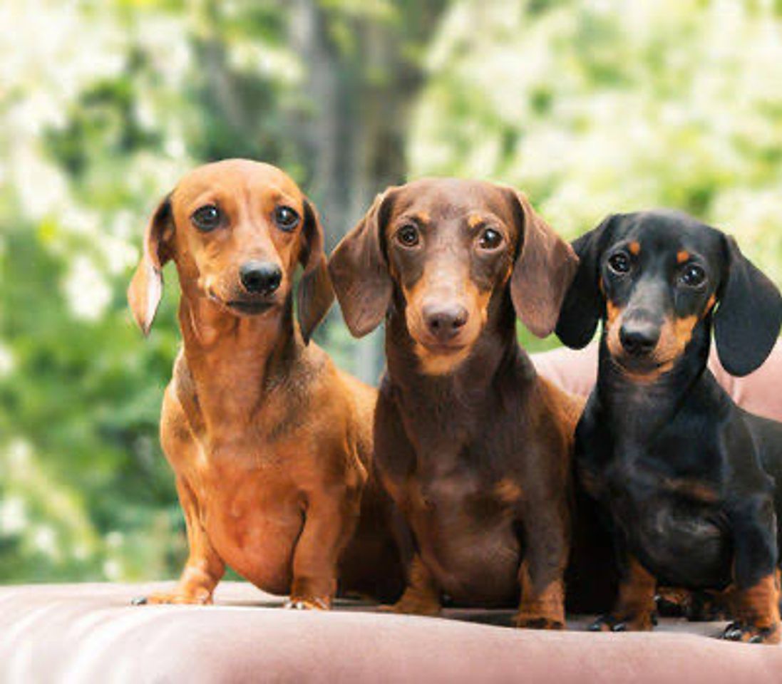 Moda Dachshund