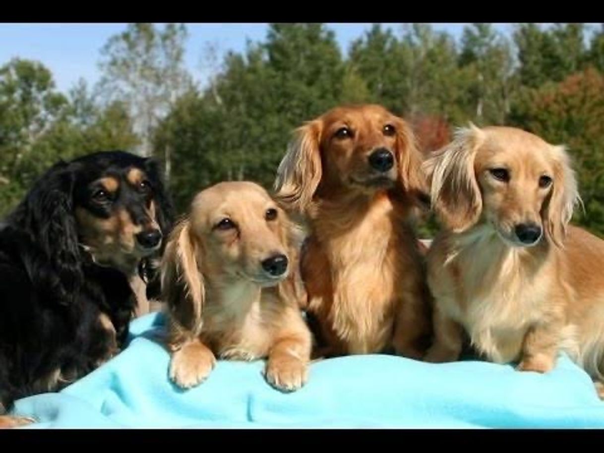 Fashion Dachshund peludos