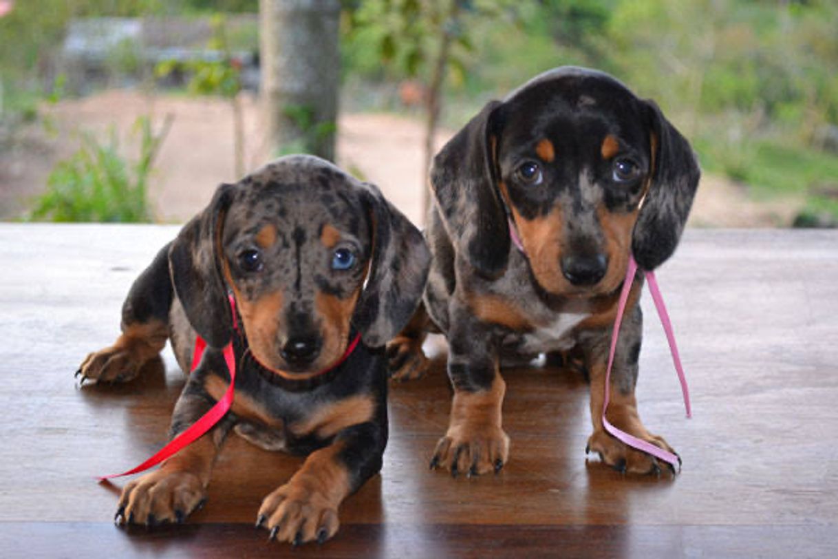 Moda Basset Dachshund Arlequim