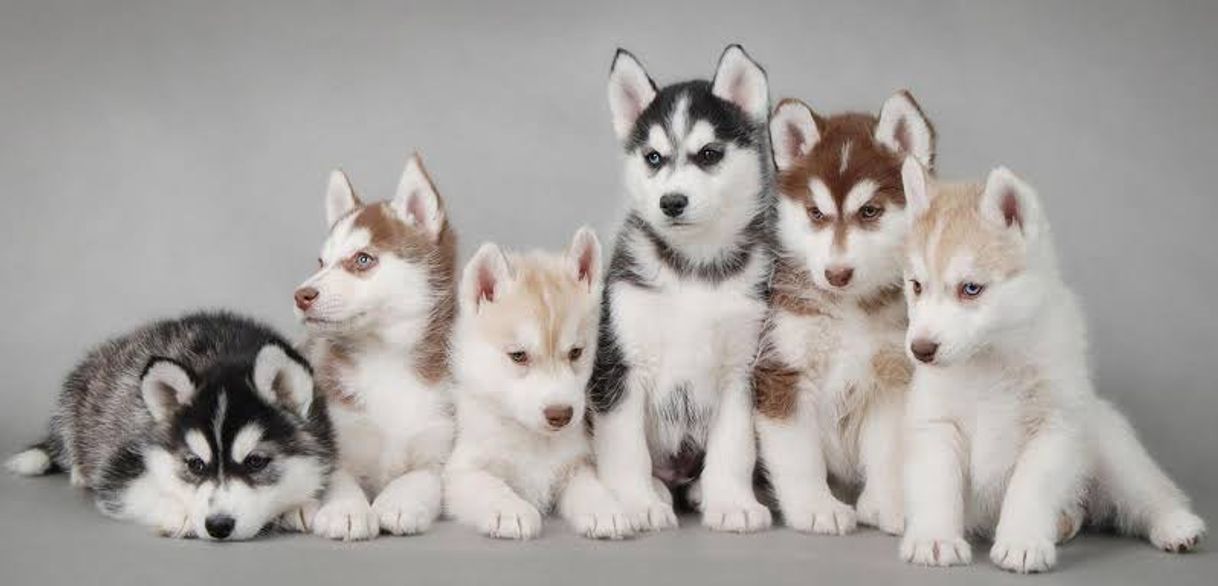 Moda Husky Siberiano