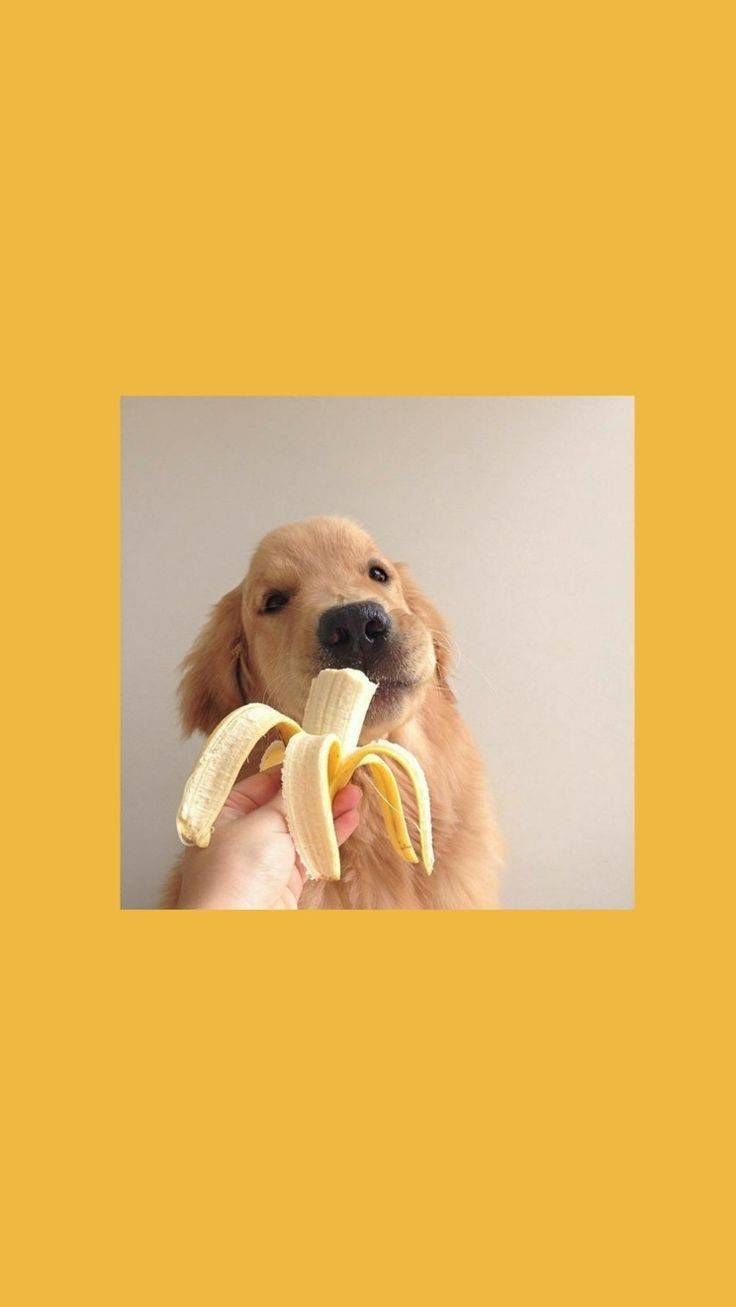 Social 🐾🍌