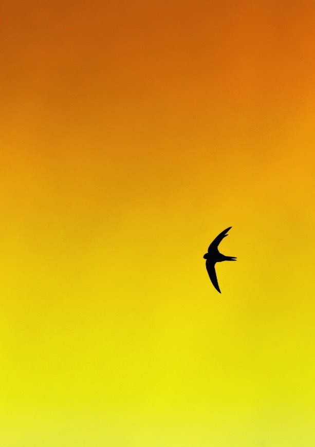 Wallpaper 