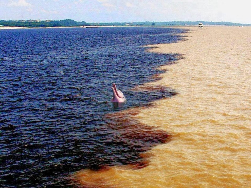 Moda Rio Negro, Amazônia