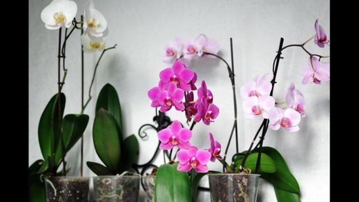 Cómo cuidar orquideas phalaenopsis - YouTube