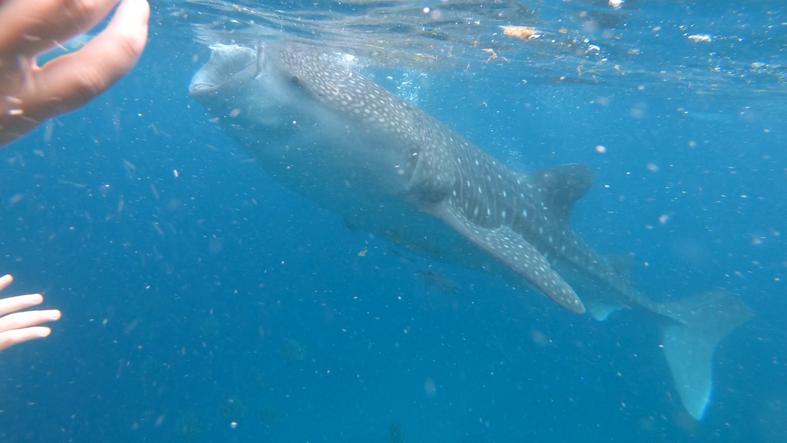 Lugar Oslob Whale Shark Watching