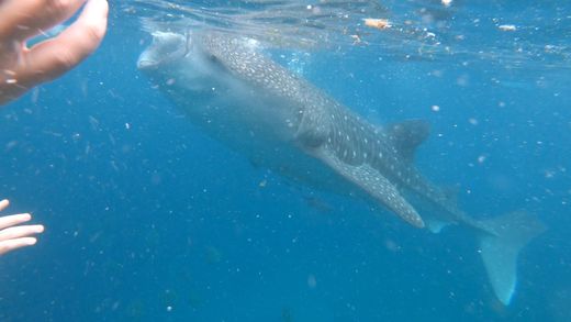 Oslob Whale Shark Watching