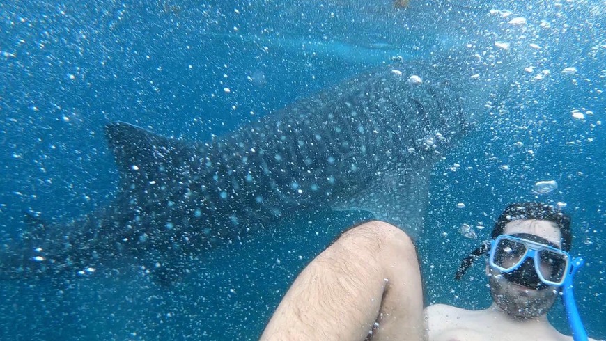 Lugar Oslob Whale Shark Watching