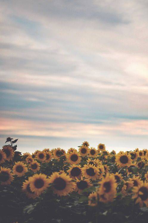 🌻