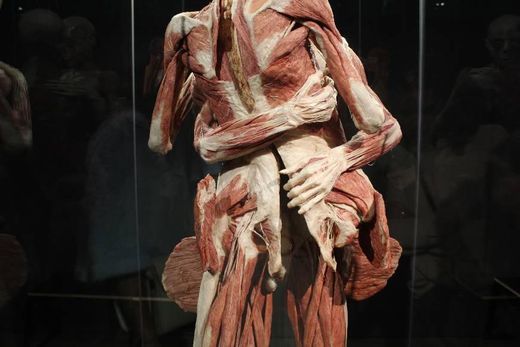 Place Body Worlds