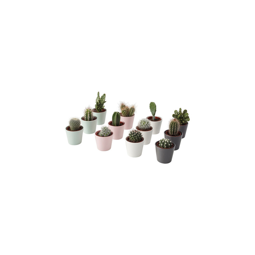 Social CACTACEAE IKEA