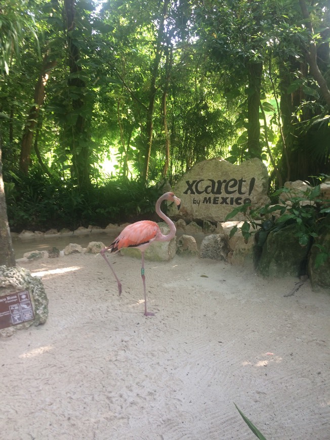 Place XCARET