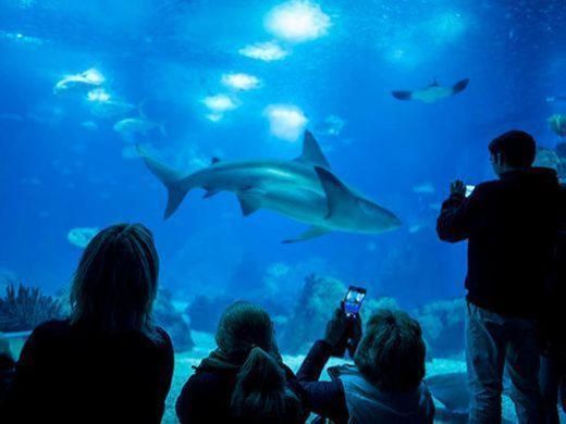 Oceanario de Lisboa