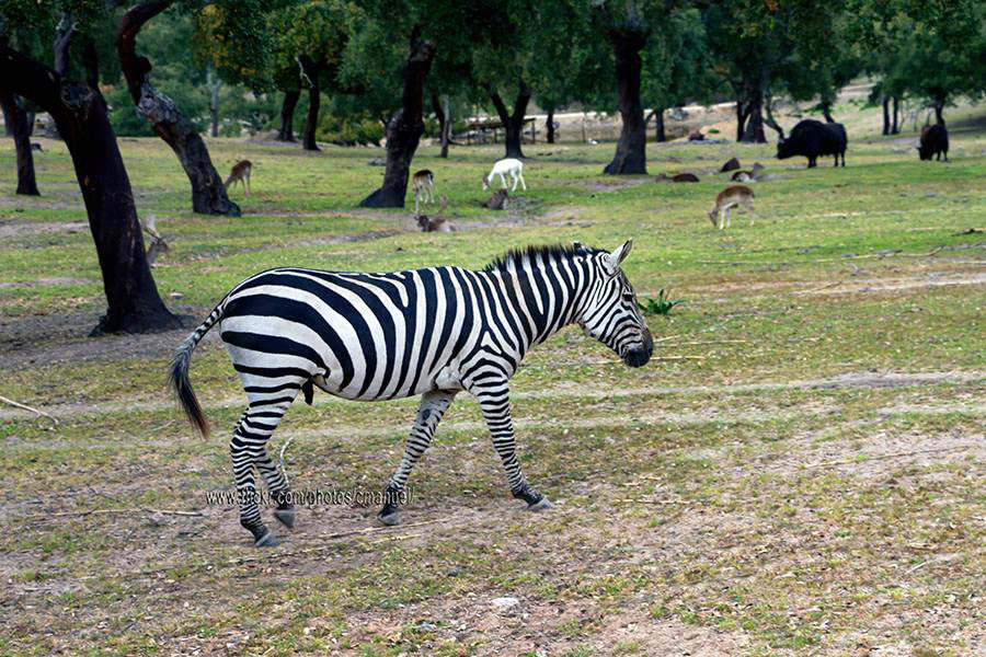 Lugar MONTE SELVAGEM-RESERVA ANIMAL LDA