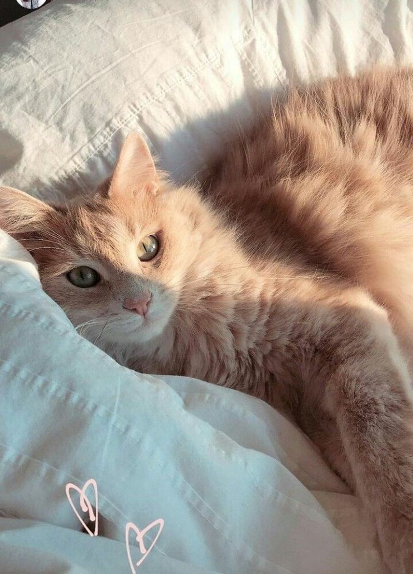 Social Gatinho deitado 