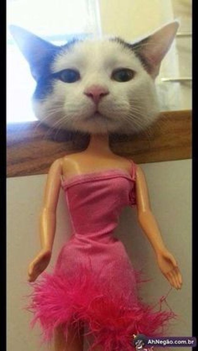 Social Barbie gato 