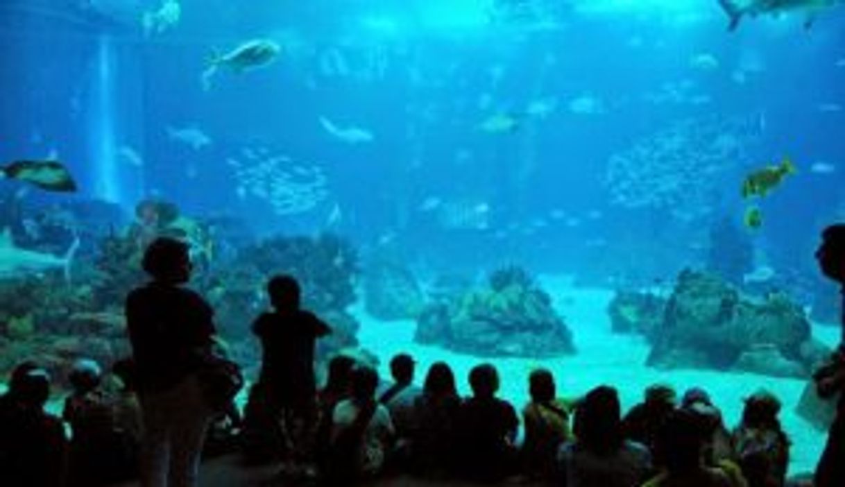 Lugar Oceanário de Lisboa