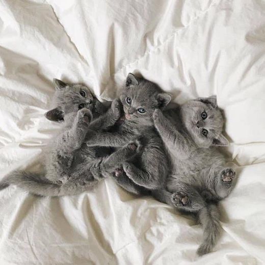 Gray cats