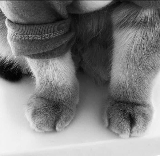 Little paws 