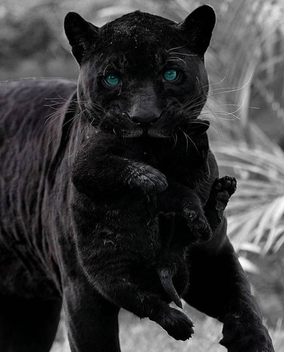 Pantera negra 