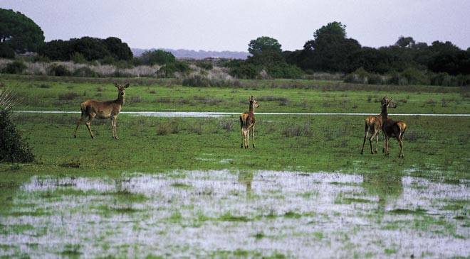 Place Doñana