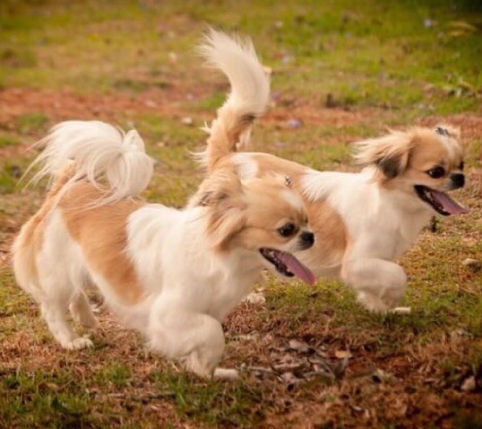 Social Pets 